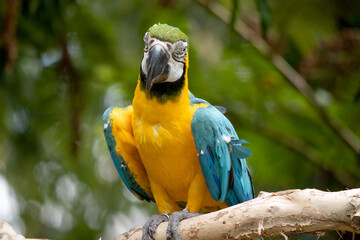 The blue and gold macaws forehead feathers are green. Wing feathers are blue with green tips; underwing coverts and breast are yellow-orange.