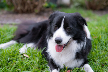 Border Collie puppy. Portrait of a dog resting on the grass in the park. Tired canine lying