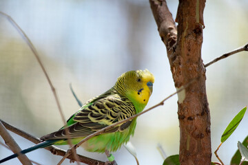 The budgerigar’s plumage is bright yellow and green, with a blue cheek and black scalloping on...