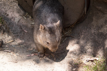 The Common Wombat has a large nose which is shiny black, much like that of a dog. The ears are...