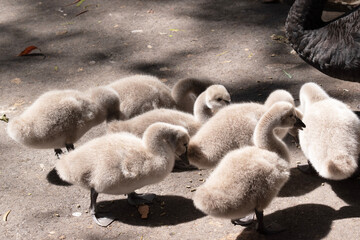 Obraz premium the cygnets are young black swans. They have grey fluff and black beaks which will change in time as they age.