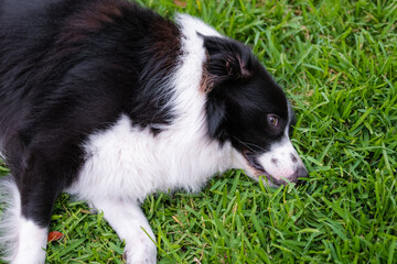 Naklejka na ściany i meble Border Collie puppy. Portrait of a dog resting on the grass in the park. Tired canine lying