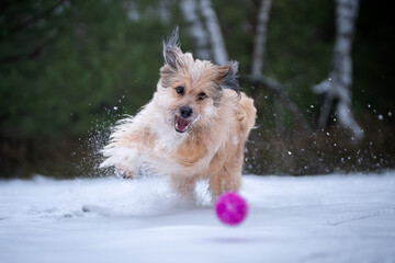 Pies bawi się piłką podczas zimowego spaceru - obrazy, fototapety, plakaty