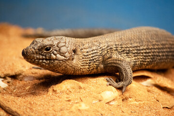The Cunningham's Skink is a sun-loving variety of spiny-tailed skink