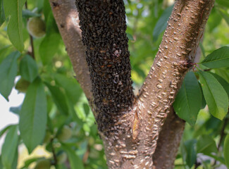 Bug Invasion Ravages Peach Orchard