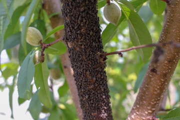 Peach Orchard Infestation Chronicles