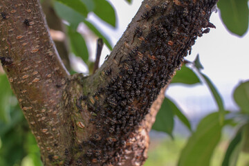 Infected Peach Trees: Insect Onslaught