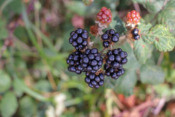blackberries ready to take