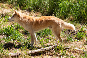 Naklejka na ściany i meble Dingos are Australiaâ€™s wild dog. They have a long muzzle, erect ears and strong claws. They usually have a ginger coat and most have white markings on their feet, tail tip and chest.