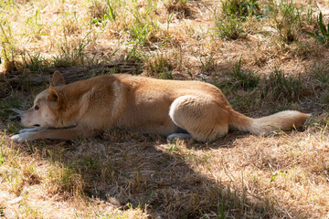 Fototapeta premium Dingos are Australiaâ€™s wild dog. They have a long muzzle, erect ears and strong claws. They usually have a ginger coat and most have white markings on their feet, tail tip and chest.