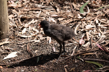 the dusky moorhen chick is a water bird which has all black feathers with an orange beak