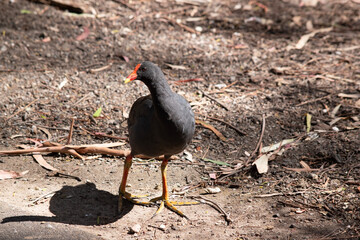 the dusky moorhen is a water bird which has all black feathers with an orange and yellow frontal shield