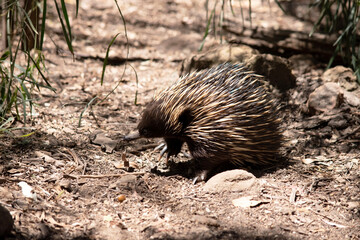 the short nosed echidna has strong-clawed feet and spines on the upper part of a brownish body. The snout is narrow and the mouth is small, with a tongue that is long and sticky