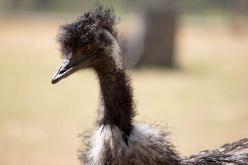 Emus are covered in primitive feathers that are dusky brown to grey-brown with black tips. The...