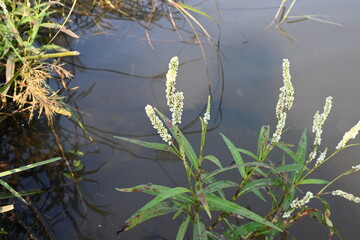 Persicaria hydropiper plant. It's other name  water pepper, marshpepper knotweed, arse smart plant, tade plant and Polygonum hydropiperis. This is a plant of the family Polygonaceae.