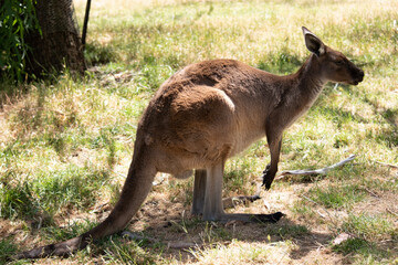 the Kangaroo-Island Kangaroo has a brown body with a white under belly. They also have black feet and paws