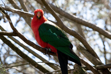 The Australian king parrot has a red belly and a green back, with green wings and a long green tail. The male Australian King-Parrots are the only Australian parrots with a completely red head.