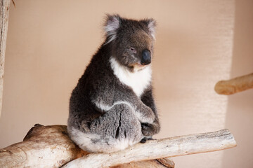 The blue and gold macaws forehead feathers are green. Wing feathers are blue with green tips; underwing coverts and breast are yellow-orange.