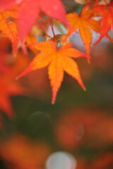 もみじ『秋色　紅葉』落ち葉 Maple autumn ` 秋`autumn color autumn