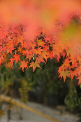 もみじ『秋色　紅葉』落ち葉 Maple autumn ` 秋`autumn color autumn