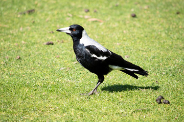 Fototapeta premium The magpie is a distinctive looking bird, with glossy black and brilliant white markings.