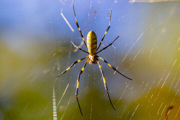 Wildlife - The Invasive Joro Spider at the Chattahoochee National Recreation Area in the Atlanta...