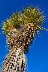 Fototapeta premium Joshua Tree and Sky