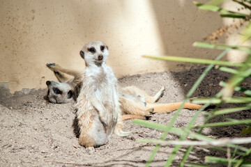 one meerkat is standing guard and one meerkat is resting on his back