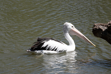 Australian pelicans are one of the largest flying birds. They have a white body and head and black wings. They have a large pink bill.