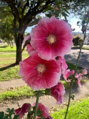 Alcea, hermosa flor campestre que atrae tanto a mariposas como a colibríes © Karina