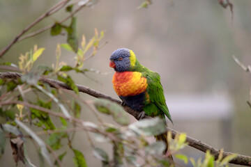 the rainbow lorikeet has a bright yellow-orange/red breast, a mostly violet-blue throat and a yellow-green collar.