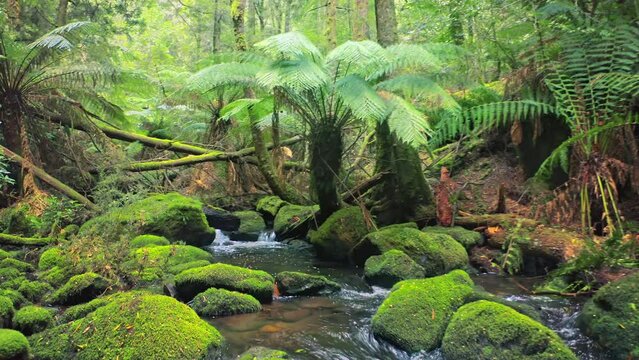 Water creek in Tasmania forest. Fern trees in national park
