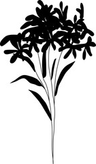Hand drawn flora illustration on transparent background.