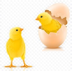 chicken and eggs