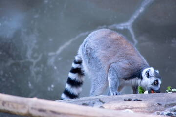 Ring-tailed lemur backs are grey to rosy brown with grey limbs and dark grey heads and necks. They...