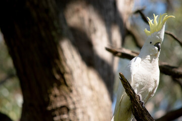 The sulphur crested cockatoo is a white bird with a yellow crest.