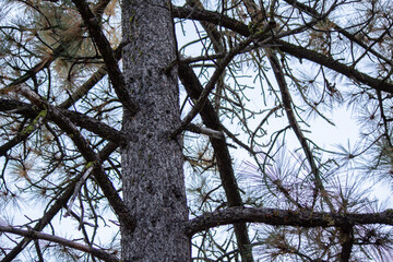 trees sky clouds outside wildlife  nature background silhouette
