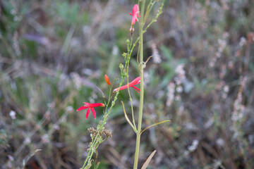 Standing cypress Ipomopsis rubra red flower wildflower wild field grass