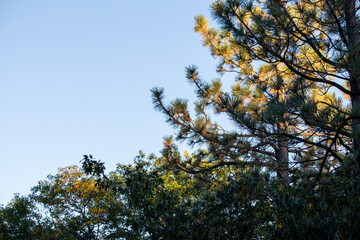 trees sky clouds outside wildlife  nature background silhouette