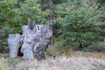 woods woodland outdoors nature background outside plants closeup leaves
