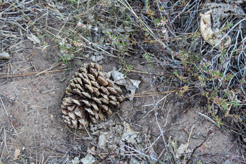 Closeup pinecone forest ground green landscape nature