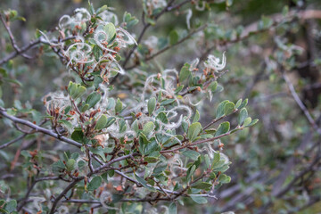 Cercocarpus betuloides  birch leaf mountain mahogany flower plant forest  nature wildlife
