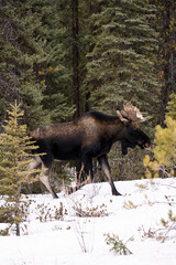 Jasper Moose in Canada