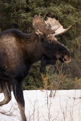 Naklejka na ściany i meble Moose Portrait Jasper National Park