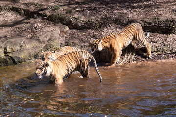 Young tigers have a coat of golden fur with dark stripes, the tiger is the largest wild cat in the...