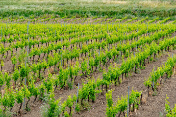Fototapeta na wymiar Agricultural Fields in Trapani Region - Sicily - Italy