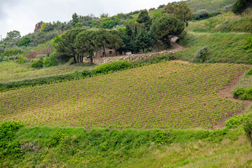 Agricultural Fields in Trapani Region - Sicily - Italy