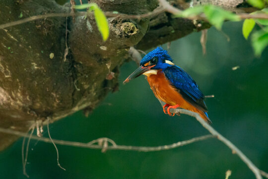 blue-eared kingfisher alcedo meninting perching on shady branch waiting for food, with natural bokeh background