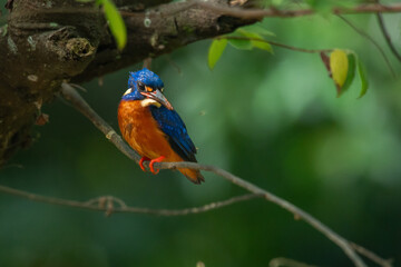 blue-eared kingfisher alcedo meninting perching on shady branch waiting for food, with natural bokeh background