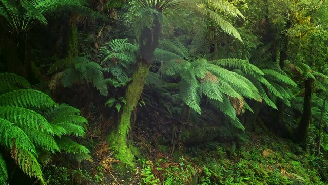 Tasmania Australia fern trees in forest. Rainforest green vegetation